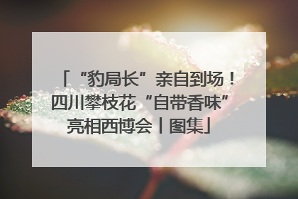 “豹局长”亲自到场！四川攀枝花“自带香味”亮相西博会丨图集