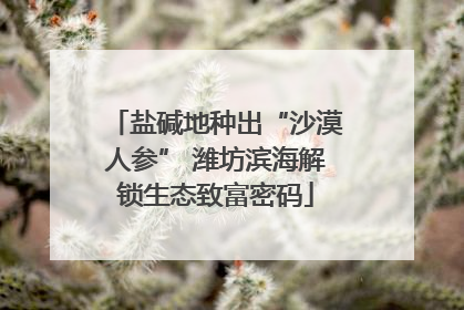 盐碱地种出“沙漠人参” 潍坊滨海解锁生态致富密码