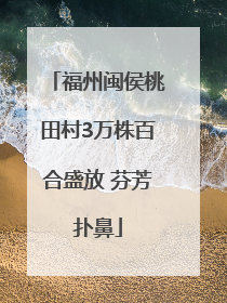 福州闽侯桃田村3万株百合盛放 芬芳扑鼻