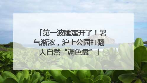 第一波睡莲开了！暑气渐浓，沪上公园打翻大自然“调色盘”