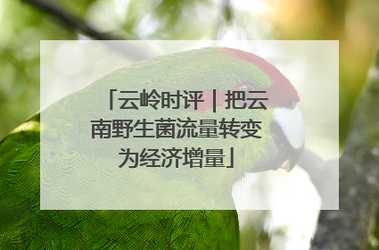 云岭时评｜把云南野生菌流量转变为经济增量