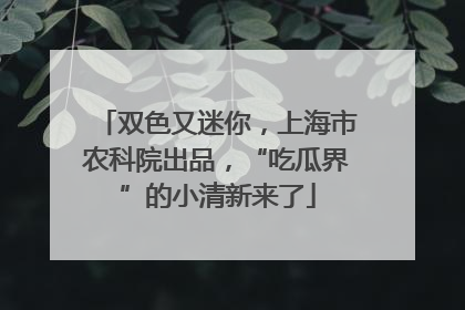 双色又迷你，上海市农科院出品，“吃瓜界”的小清新来了