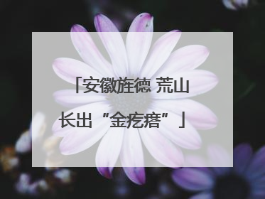 安徽旌德 荒山长出“金疙瘩”