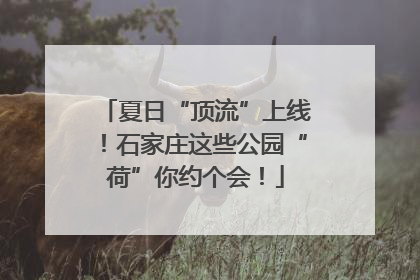夏日“顶流”上线！石家庄这些公园“荷”你约个会！