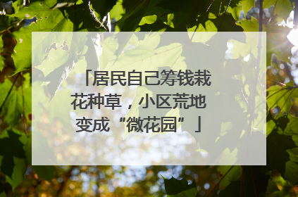 居民自己筹钱栽花种草，小区荒地变成“微花园”