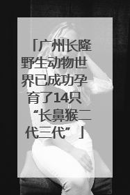 广州长隆野生动物世界已成功孕育了14只“长鼻猴二代三代”