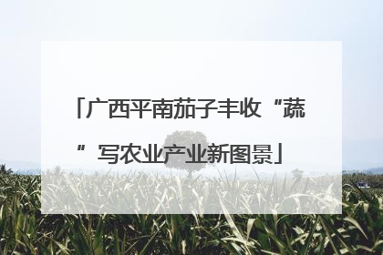 广西平南茄子丰收“蔬”写农业产业新图景