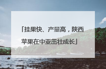 挂果快、产量高，陕西苹果在中亚茁壮成长