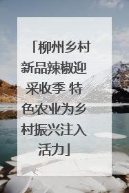 柳州乡村新品辣椒迎采收季 特色农业为乡村振兴注入活力
