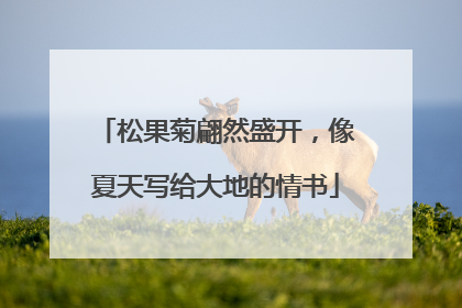 松果菊翩然盛开，像夏天写给大地的情书