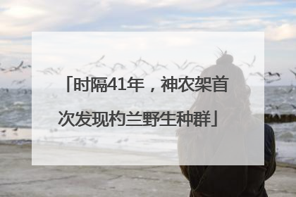 时隔41年，神农架首次发现杓兰野生种群