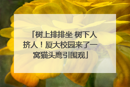 树上排排坐 树下人挤人！厦大校园来了一窝猫头鹰引围观