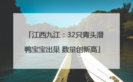 江西九江：32只青头潜鸭宝宝出巢 数量创新高