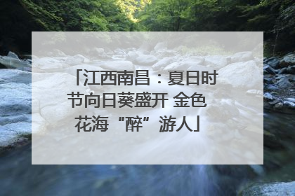 江西南昌：夏日时节向日葵盛开 金色花海“醉”游人
