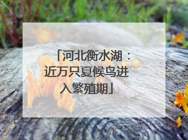 河北衡水湖：近万只夏候鸟进入繁殖期