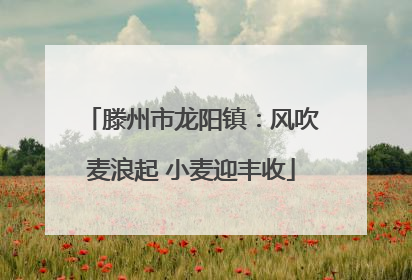 滕州市龙阳镇：风吹麦浪起 小麦迎丰收