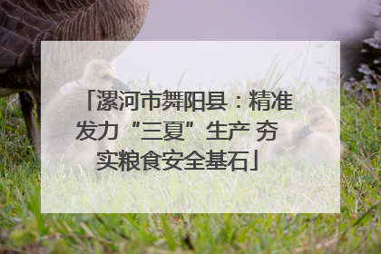 漯河市舞阳县：精准发力“三夏”生产 夯实粮食安全基石