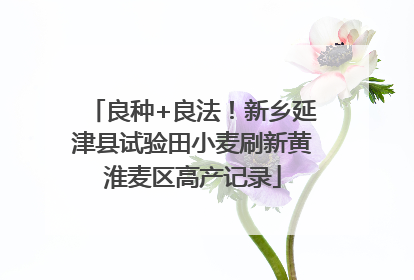 良种+良法！新乡延津县试验田小麦刷新黄淮麦区高产记录