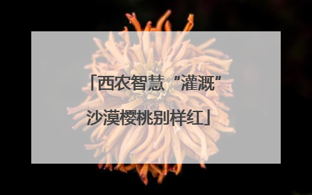 西农智慧“灌溉” 沙漠樱桃别样红