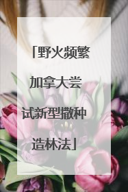 野火频繁 加拿大尝试新型撒种造林法