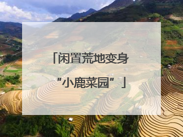 闲置荒地变身“小鹿菜园”